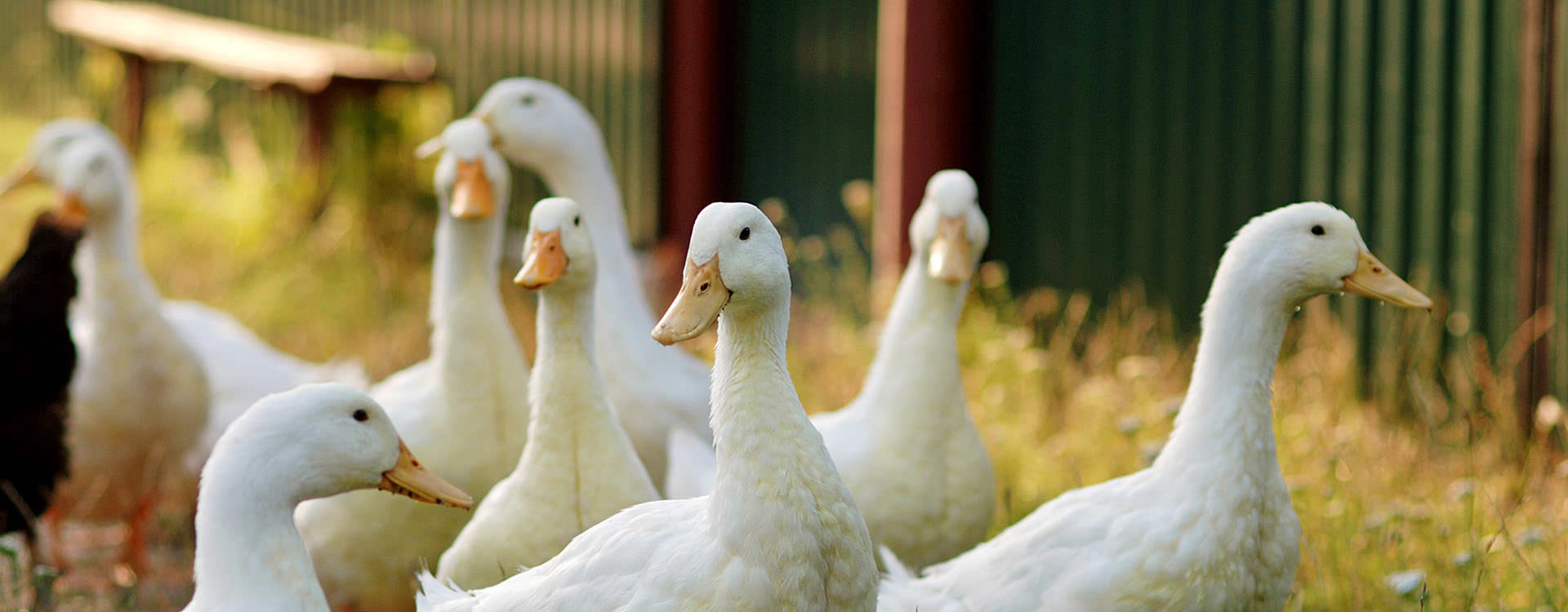 Mehrere Gänse laufen auf einer Wiese herum.