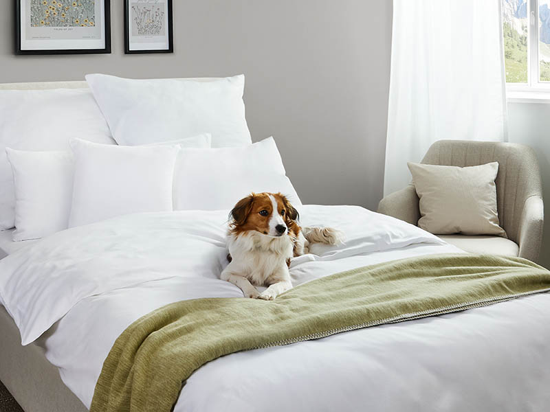 Satin-Bettwäsche Lynn | 140x210, weiß Nahaufnahme eines Kooikerhondje-Hundes, der entspannt auf einem Bett mit weißer Bettwäsche liegt.
